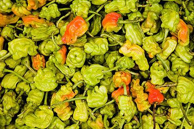 绿色草药回归《生化危机9》 依然是玩家熟悉的味道